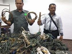 Ribuan Jerat Ditemukan di Leuser Aceh, Dipakai Tangkap Harimau-Gajah