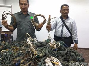 Ribuan Jerat Ditemukan di Leuser Aceh, Dipakai Tangkap Harimau-Gajah Ribuan Jerat Ditemukan di Leuser Aceh, Dipakai Tangkap Harimau-Gajah