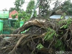 Cuaca Ekstrem, BPBD Imbau Warga Pasuruan Waspada Pohon Tumbang