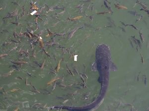 Potret Lele Monster di Kolam Reaktor Nuklir Chernobyl