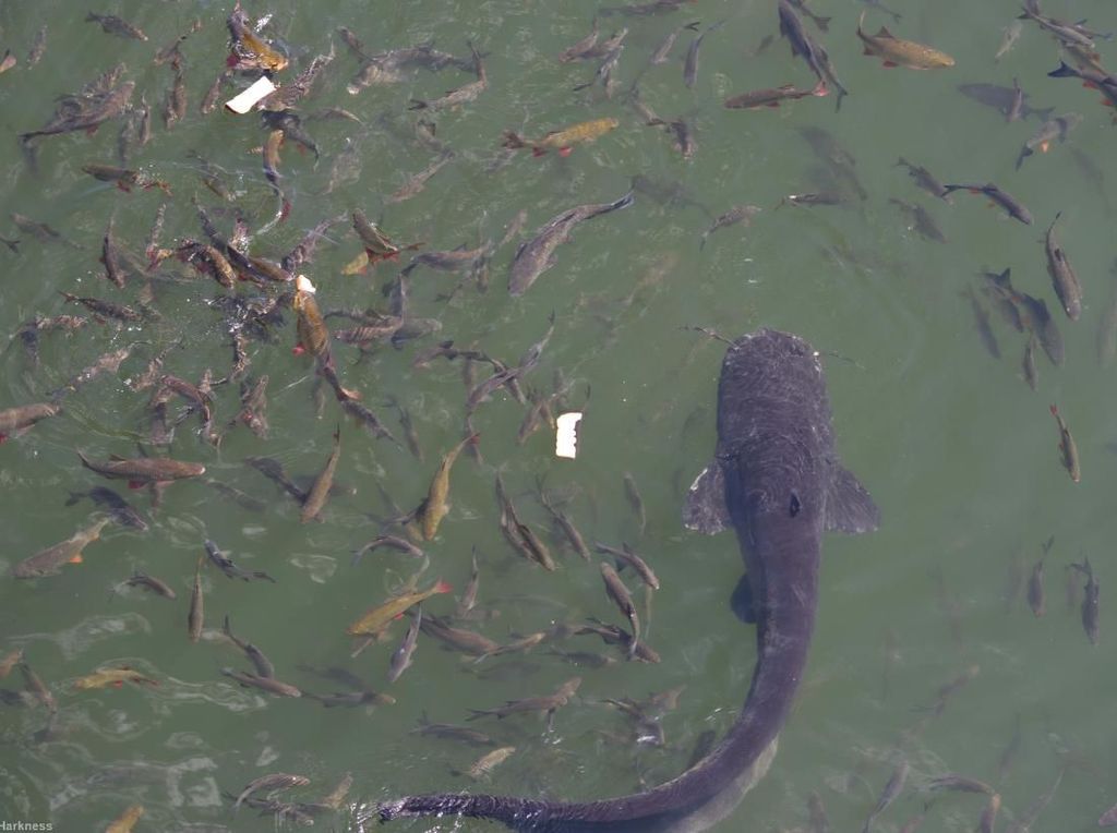 Potret Lele Monster di Kolam Reaktor Nuklir Chernobyl Potret Lele Monster di Kolam Reaktor Nuklir Chernobyl