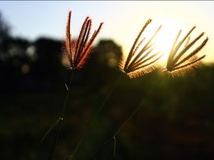 Menyongsong Senja