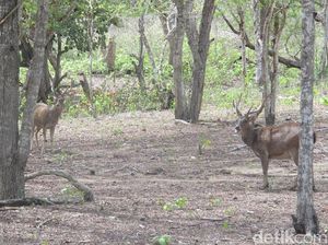 Catatan KLHK di TN Komodo: Jumlah Rusa Lebih Banyak dari Komodo