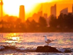 Suhu Udara New South Wales Mencapai 42 Derajat Suhu Udara New South Wales Mencapai 42 Derajat