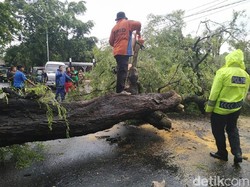 Pohon Asam Tumbang Sempat Macetkan Pantura Situbondo