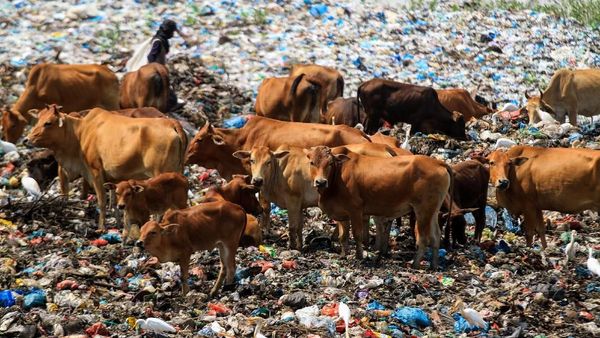 Miris! Tempat Pembuangan Sampah Jadi Ladang Ternak Sapi