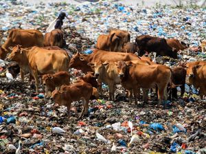 Miris! Tempat Pembuangan Sampah Jadi Ladang Ternak Sapi