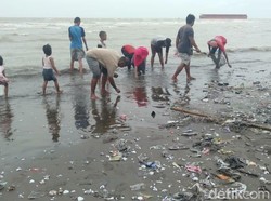 Muncul Pasca Ombak Besar di Tegal, Kerang Putih Jadi Buruan Warga