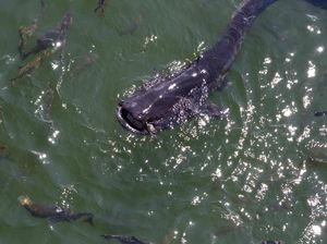 Siapa Itu Politikus Ikan Lele?