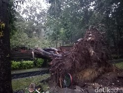 Pohon Tumbang di Denpasar: 1 Pemotor Tewas dan 6 Mobil Rusak