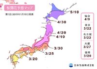 Jadwal bunga sakura mekar 2019 (Japan Meteorological Corporation)