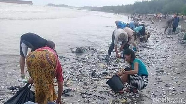 Warga berburu kerang putih di Tegal.