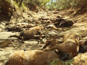 Mengenaskan! Puluhan Kuda Mati di Australia karena Cuaca Ekstrem Mengenaskan! Puluhan Kuda Mati di Australia karena Cuaca Ekstrem