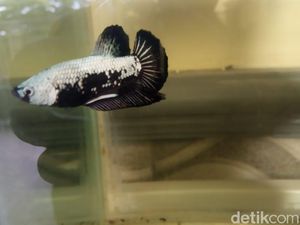Khawatir DBD Mewabah, Koleksi Ikan Cupang Dilepas ke Selokan