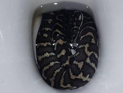 Digigit Ular Sanca 1,5 Meter di Kloset, Perempuan Ini Tetap Tenang