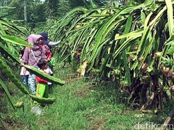 Yuk, Agrowisata di Kebun Buah Naga di Sukabumi