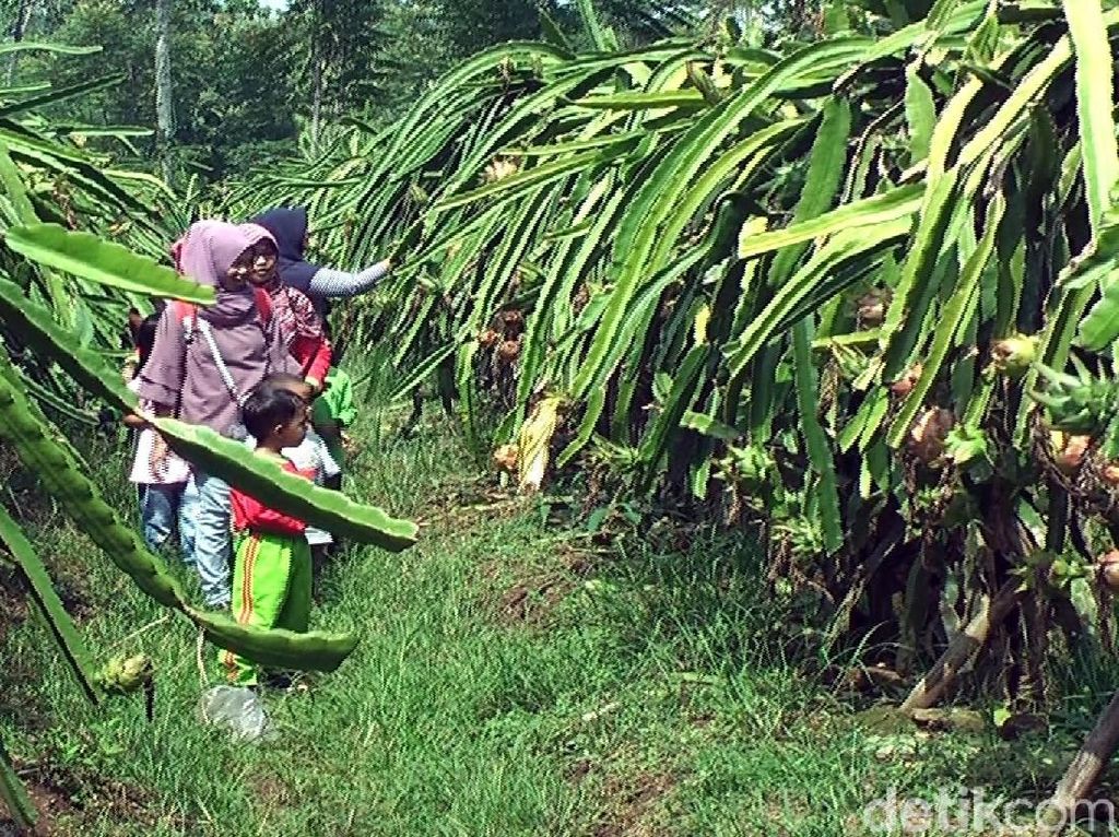Yuk, Agrowisata di Kebun Buah Naga di Sukabumi Yuk, Agrowisata di Kebun Buah Naga di Sukabumi