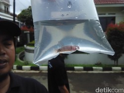 Pemkot Cimahi Bagikan Ikan Cupang untuk Berantas Jentik Nyamuk