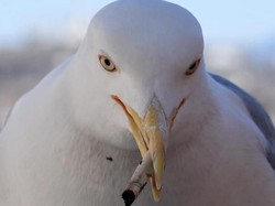 Bukan Sampah Plastik, Puntung Rokok Jadi Polutan Nomor 1 di Laut
