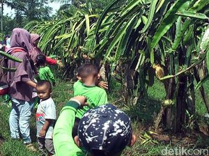 Foto: Agrowisata Kebun Buah Naga di Sukabumi, Mampir Ah!