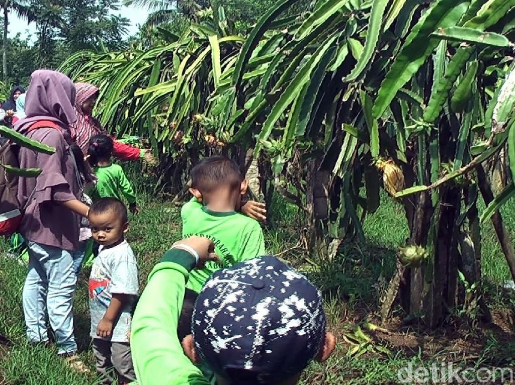 Foto: Agrowisata Kebun Buah Naga di Sukabumi, Mampir Ah! Foto: Agrowisata Kebun Buah Naga di Sukabumi, Mampir Ah!