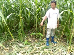 Babi Hutan Serang Lahan Petani Ponorogo yang Siap Panen