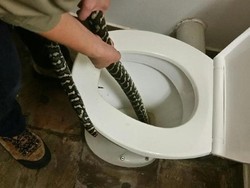 Ngeri! Perempuan Ini Digigit Ular Sanca 1,5 Meter dari dalam Kloset