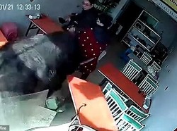 Bukan Manusia, Restoran dan Supermarket Ini Justru Dikunjungi Hewan