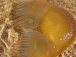 Ubur-ubur Langka Ini Punya Bentuk yang Mirip Rambut Donald Trump