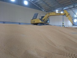 Panen Jagung Cukup, Peternak Minta Tak Perlu Ada Impor