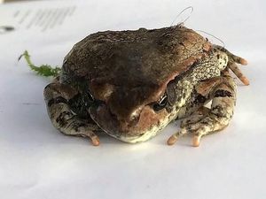 Astaga! Kodok Ini Terbang Sejauh 12 Ribu KM