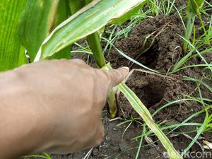 Ini Penyebab Babi Hutan Turun Gunung Rusak Lahan Petani Ponorogo