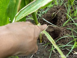 Ini Penyebab Babi Hutan Turun Gunung Rusak Lahan Petani Ponorogo