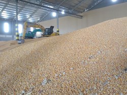 100.000 Ton Jagung Asal Brasil Mulai Dipasok ke Peternak