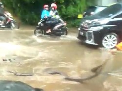 Ular Sanca 4 Meter Muncul di Jalan Kebayoran Lama yang Terendam Air