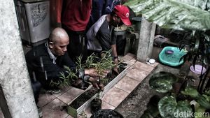 Wow, Ribuan Lavender Ditanam di Marunda untuk Cegah DBD