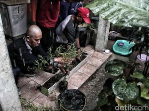 Wow, Ribuan Lavender Ditanam di Marunda untuk Cegah DBD
