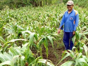 Mitos Serangan Babi Hutan Bagi Petani Ponorogo, Berkah?
