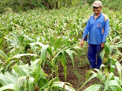Mitos Serangan Babi Hutan Bagi Petani Ponorogo, Berkah?