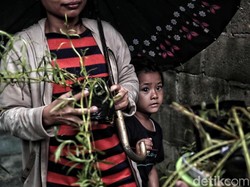 Levender Asli Vs Palsu, Kenali Bedanya Agar Tak Terkecoh