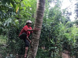 Hebat! Tak Mau Bebani Keluarga, Tuna Netra di Sulbar Kerja Sadap Aren