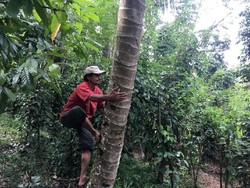 Hebat! Tak Mau Bebani Keluarga, Tuna Netra di Sulbar Kerja Sadap Aren