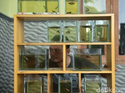 Demi Ikan Cupang Unggulan, Pria Ini Rela Terbang ke Thailand