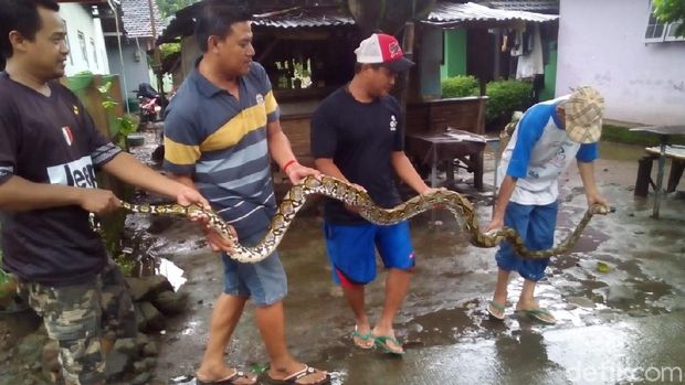 Ular Piton 4,5 Meter Ditangkap Warga Kudus Usai Memangsa Ayam