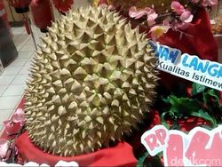 Di Tasikmalaya Durian Asal Banyumas Ini Dihargai Rp 14 Juta Sebuah, Mau Beli?