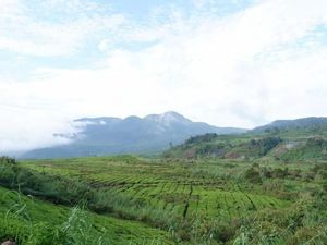 Masalah Swasembada, BPN Sebut Jutaan Hektare Tanah Milik Pebisnis