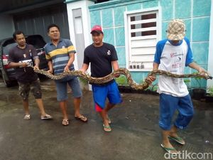 Ular Piton 4,5 Meter Ditangkap Warga Kudus Usai Memangsa Ayam