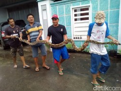 Ular Piton 4,5 Meter Ditangkap Warga Kudus Usai Memangsa Ayam