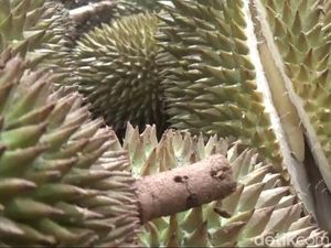 Apa yang Membuat Durian Asal Banyumas Ini Dihargai Rp 14 Juta?