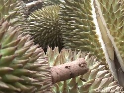 Apa yang Membuat Durian Asal Banyumas Ini Dihargai Rp 14 Juta?